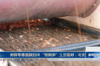 安乡：秧苗住上
