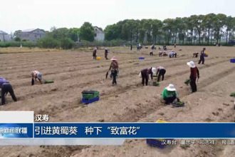 汉寿：引进黄蜀葵 种下