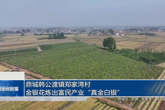 鼎城韩公渡镇郑家湾村：金银花炼出富民产业
