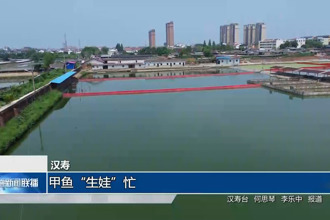 汉寿：甲鱼