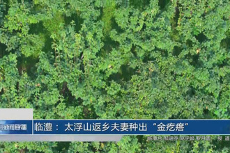 临澧： 太浮山返乡夫妻种出