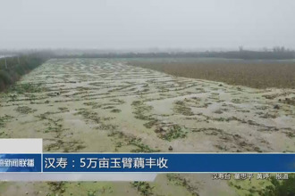 汉寿：5万亩玉臂藕丰收