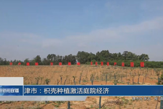 津市：枳壳种植激活庭院经济