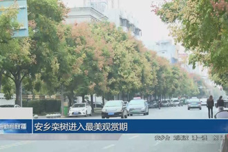 安乡栾树进入最美观赏期