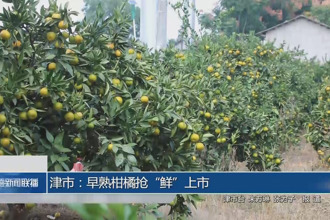 津市：早熟柑橘抢