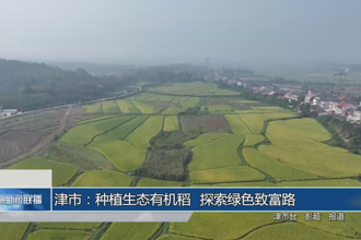 津市：种植生态有机稻 探索绿色致富路