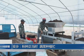 安乡：秋种正当时 蔬菜种植忙