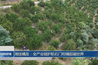 湘佳橘友：全产业链护航石门柑橘甜遍世界