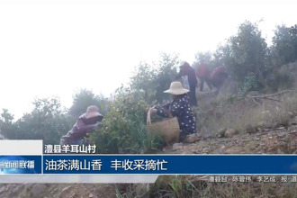澧县羊耳山村：油茶满山香 丰收采摘忙