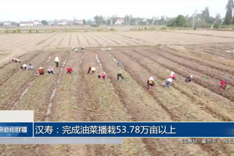 汉寿：完成油菜播栽53.78万亩以上