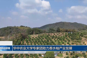 华中农业大学专家团助力香水柚产业发展