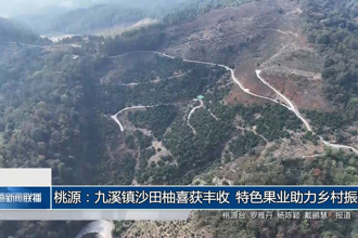 桃源：九溪镇沙田柚喜获丰收 特色果业助力乡村振兴