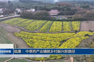 临澧： 中草药产业铺就乡村振兴新路径