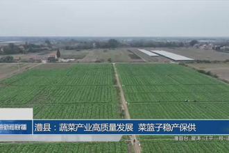 澧县：蔬菜产业高质量发展 菜篮子稳产保供