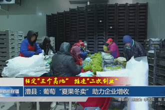 澧县：葡萄
