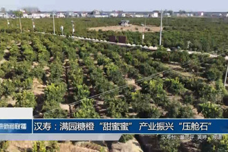 汉寿：满园糖橙