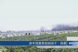 澧县：千亩娃娃菜喜获丰收