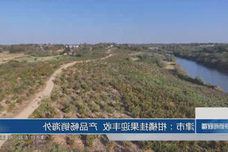 津市：柑橘挂果迎丰收 产品畅销飘香海外