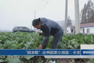 安乡：庭院小菜园种出