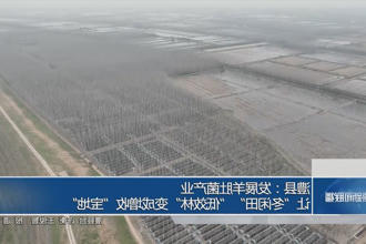澧县：羊肚菌产业让