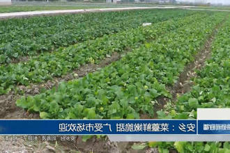 安乡：菜薹鲜嫩脆甜 广受市场欢迎