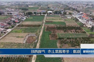 临澧：冬季蔬菜上市 产销两旺