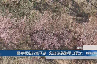 临澧：太浮山早樱提前绽放 拉开赏花旅游序幕