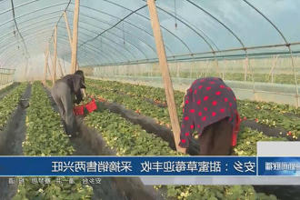 安乡：甜蜜草莓迎丰收 采摘销售两兴旺