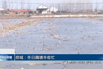 鼎城：冬日藕塘丰收忙
