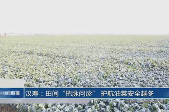 汉寿：田间