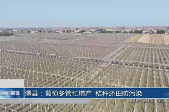澧县：葡萄冬管忙增产 秸秆还田防污染
