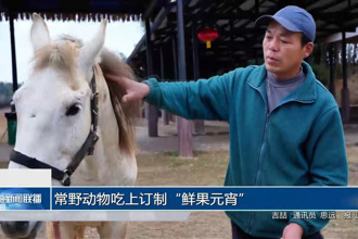 常野动物吃上订制