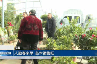 汉寿：人勤春来早 苗木销售旺