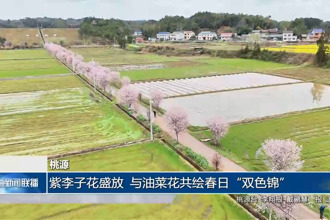 桃源：紫李子花盛放 与油菜花共绘春日
