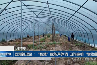 西湖管理区：