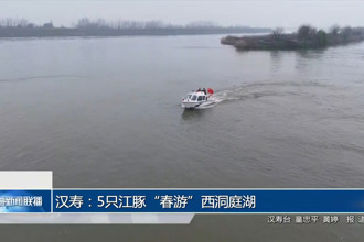汉寿：5只江豚