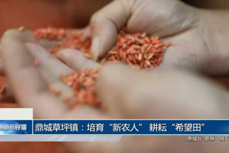 鼎城草坪镇：培育