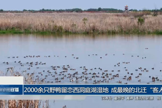 2000余只野鸭留恋西洞庭湖湿地 成最晚的北迁