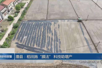 澧县：稻田施