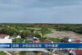 武陵：水稻运苗实现