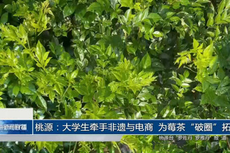 桃源：大学生牵手非遗与电商 为莓茶