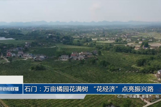 石门：万亩橘园花满树 