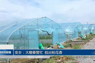 安乡：大棚春管忙 掐尖盼瓜香