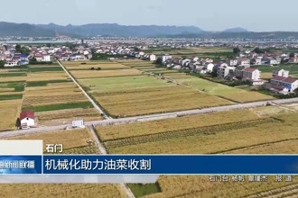 石门：机械化助力油菜收割
