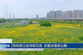高铁穿过金鸡菊花海 初夏浪漫美出圈