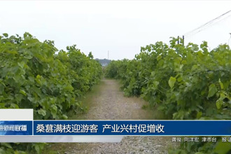 桑葚满枝迎游客 产业兴村促增收