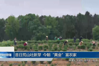 昔日荒山吐新芽 今朝