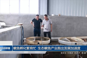 鳜鱼孵化繁育忙 生态鳜鱼产业跑出发展加速度