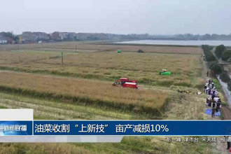 油菜收割