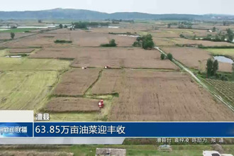 澧县：63.85万亩油菜迎丰收